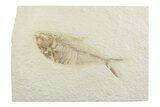 Detailed Fossil Fish (Diplomystus) - Wyoming #369499-1